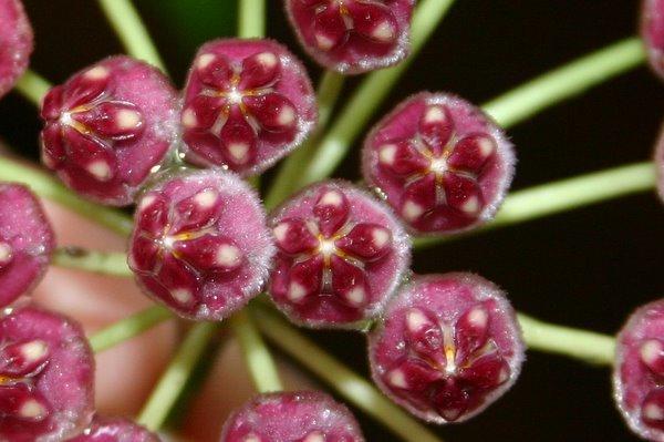http://www.cloudjungle.com/cloudjungle/Asclepiadaceae/Hoya/Hoya wayetii flower close.jpg